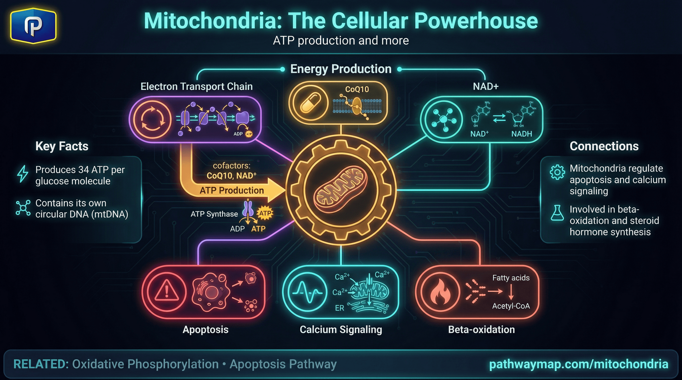 Mitochondria