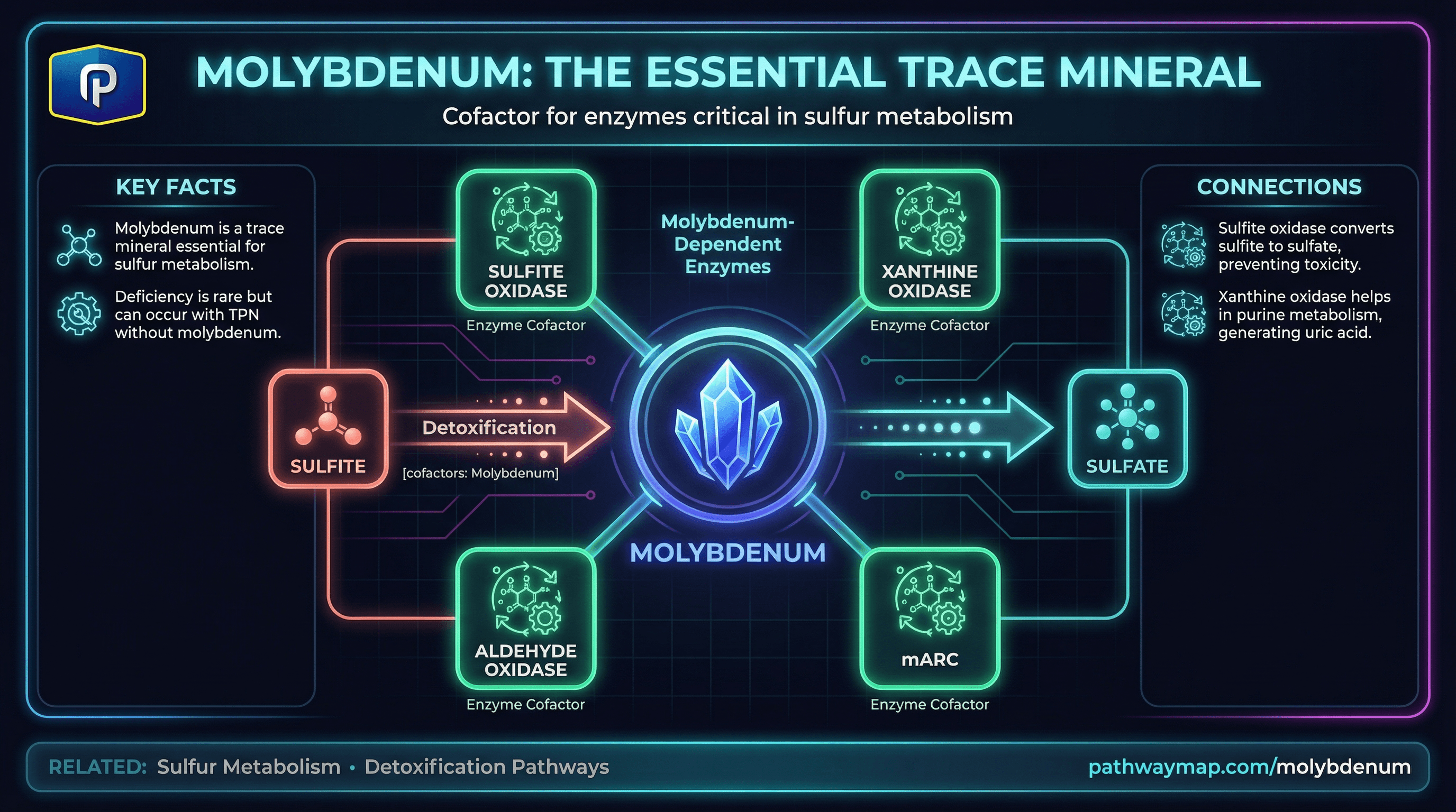 Molybdenum enzymes and sulfur metabolism