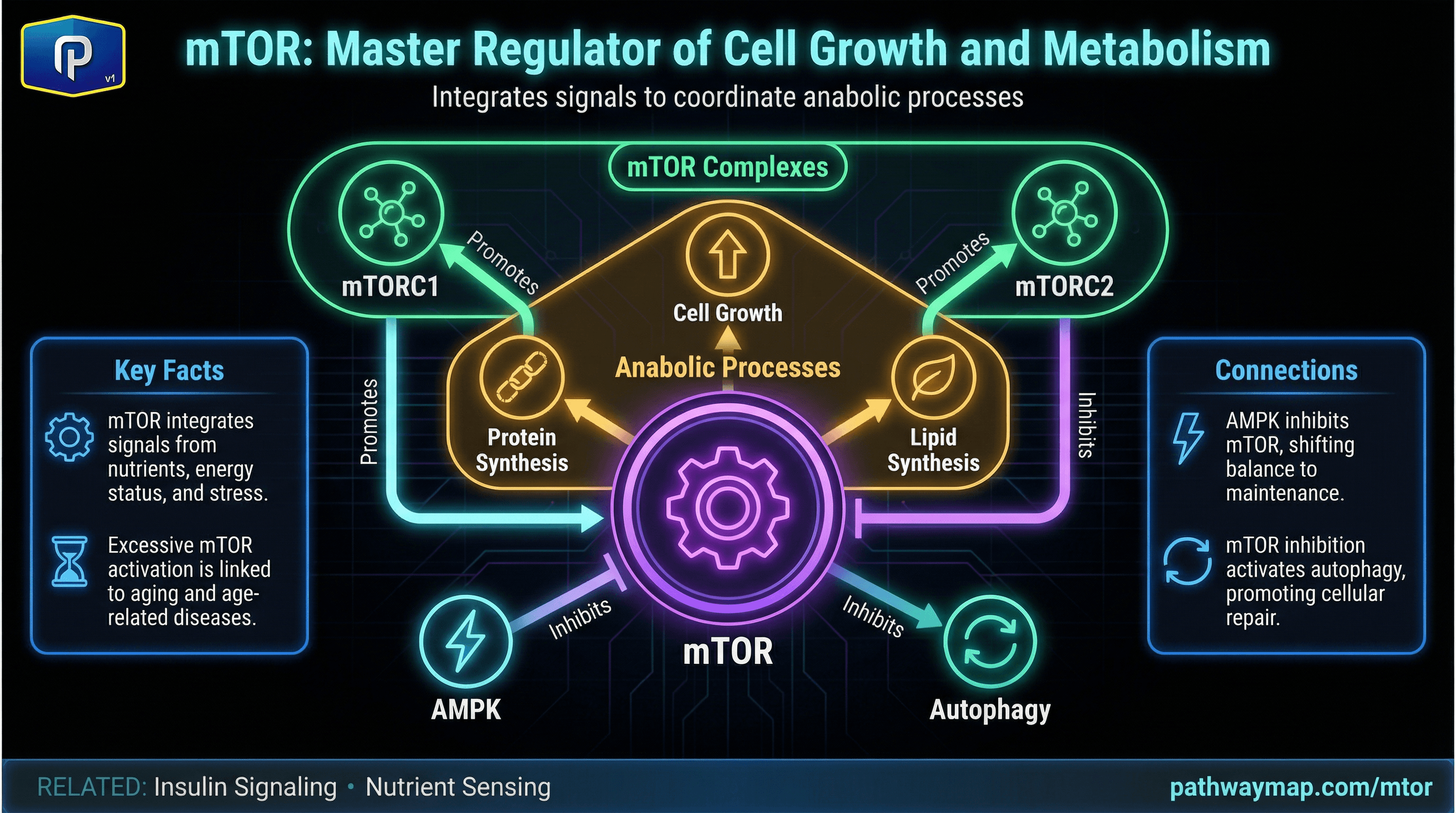 mTOR signaling and metabolism