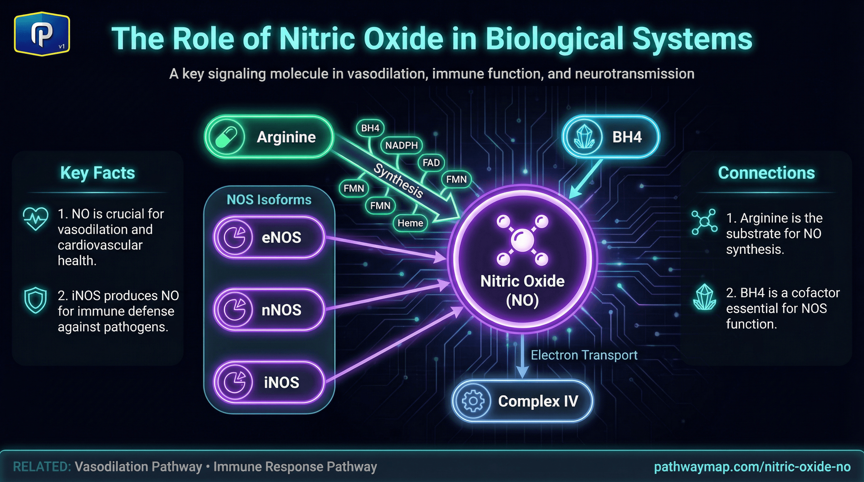Nitric Oxide (NO)