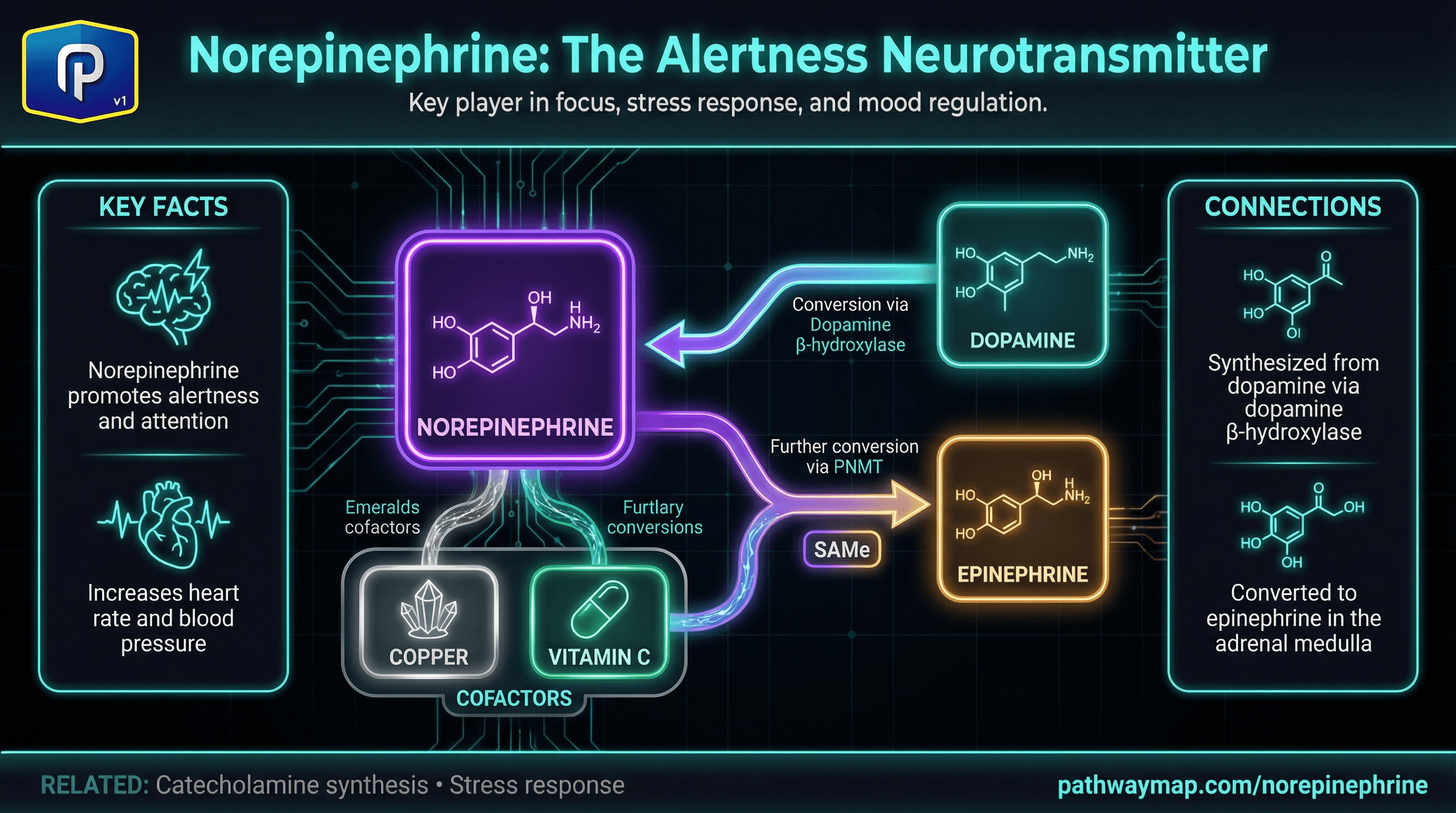 Norepinephrine synthesis and metabolism