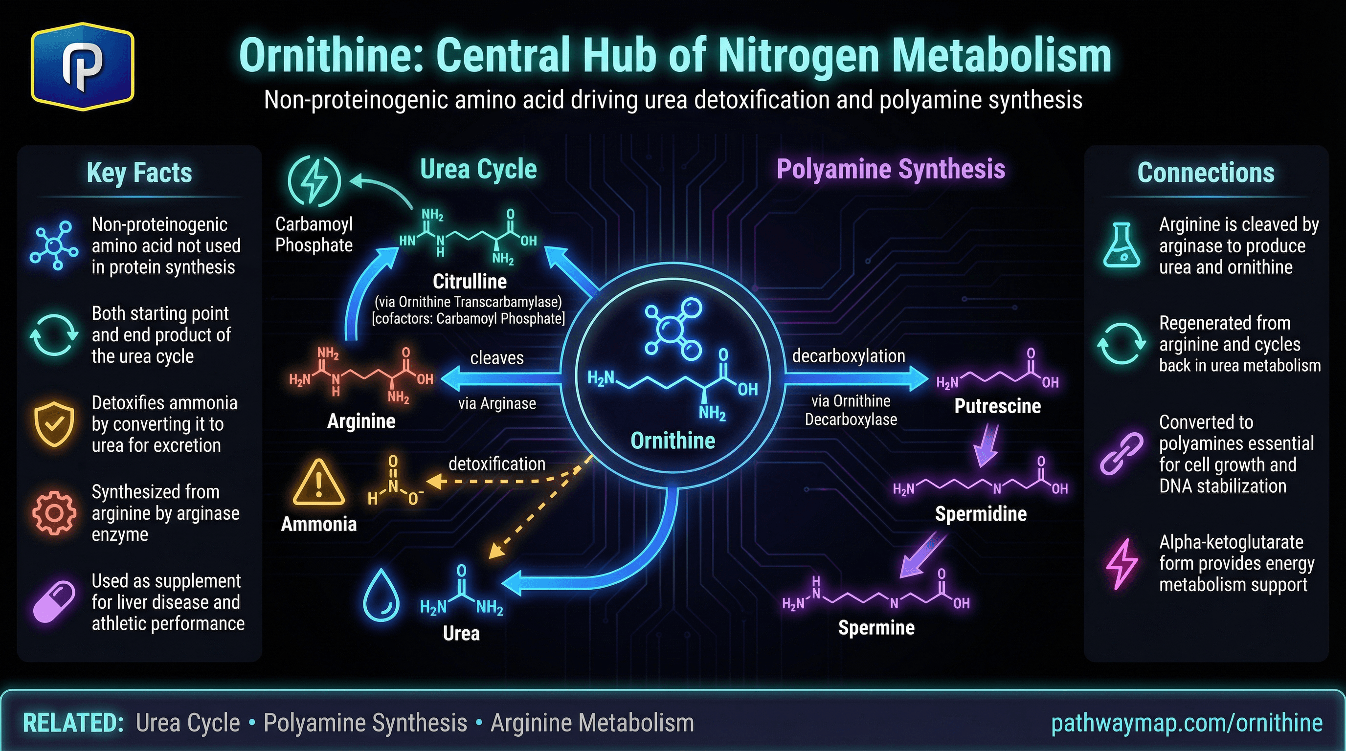 Ornithine pathway diagram