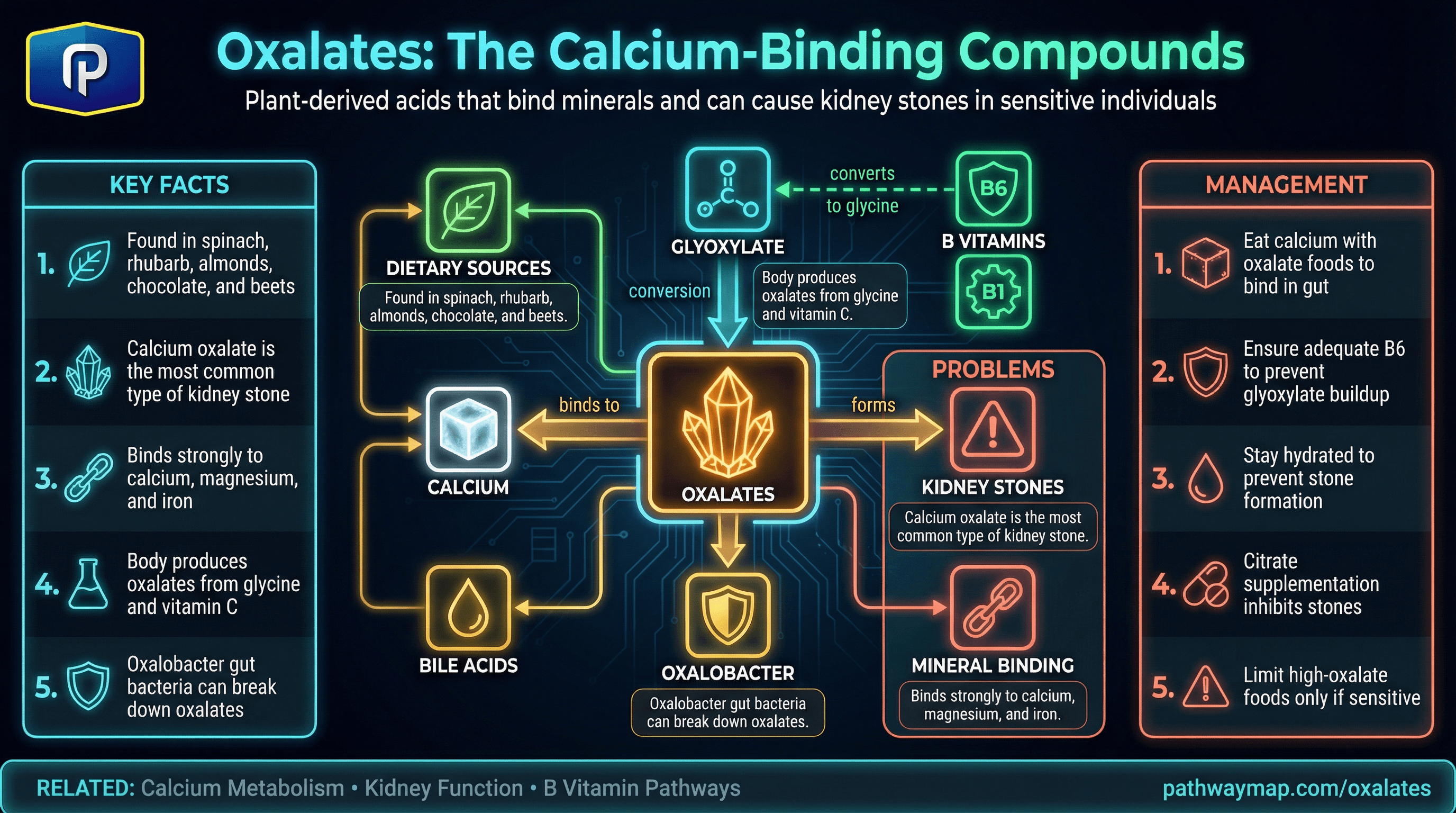 Oxalate metabolism and effects
