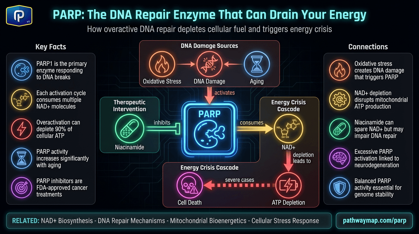 PARP pathway