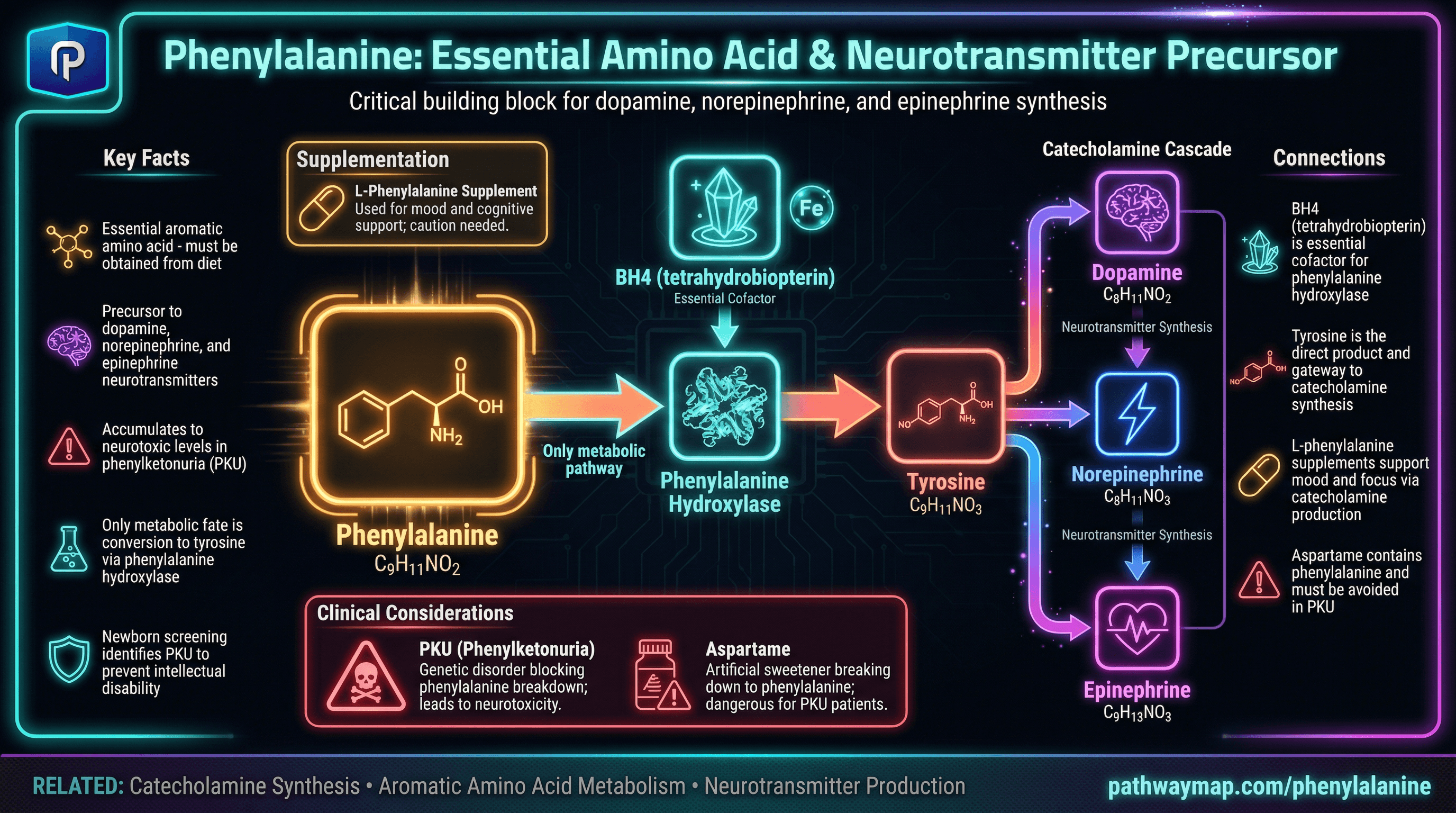 Phenylalanine to catecholamine pathway