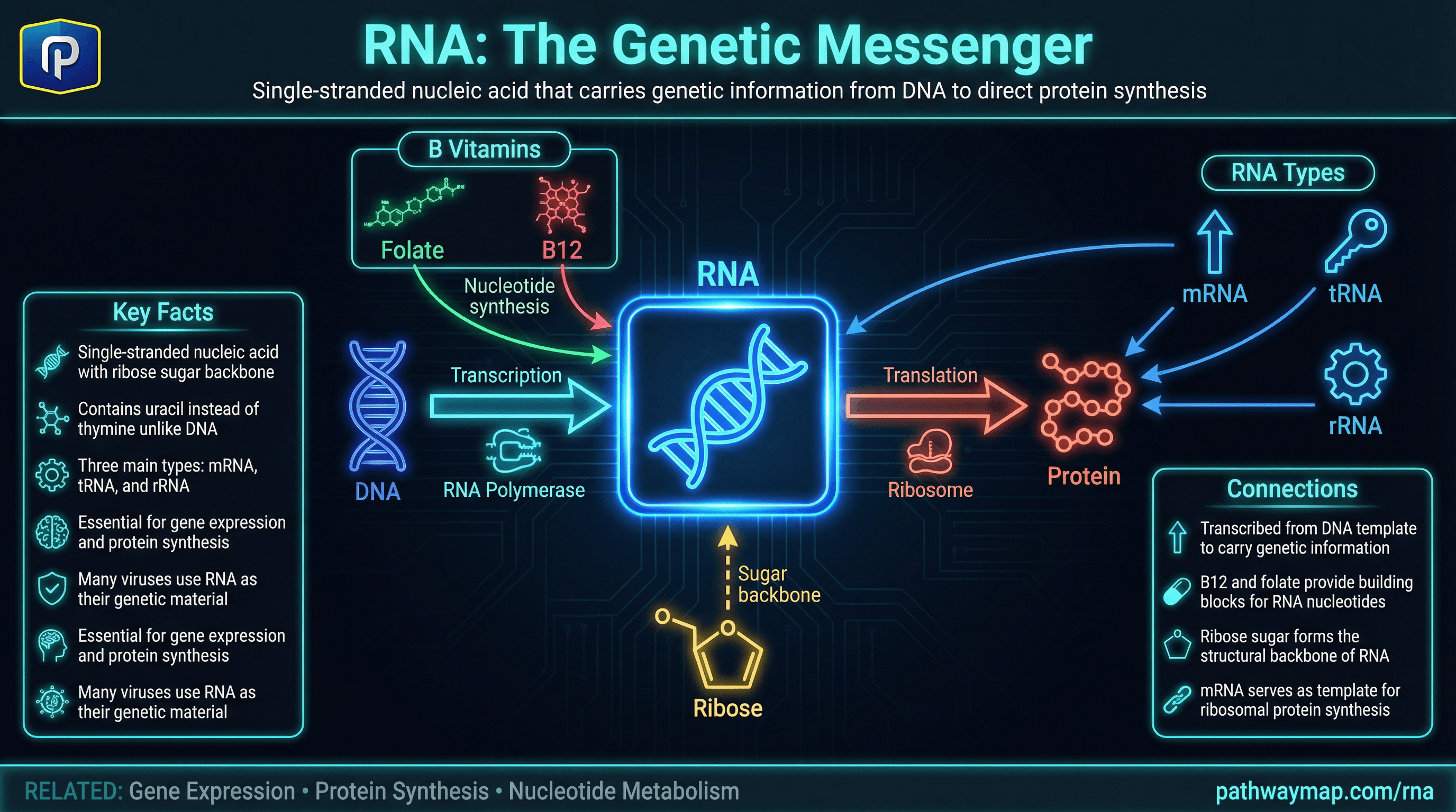 RNA