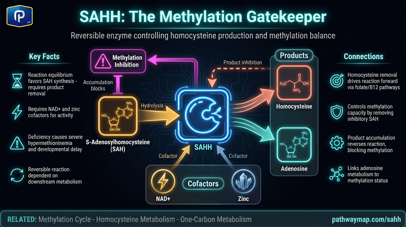 SAHH (S-Adenosylhomocysteine Hydrolase)