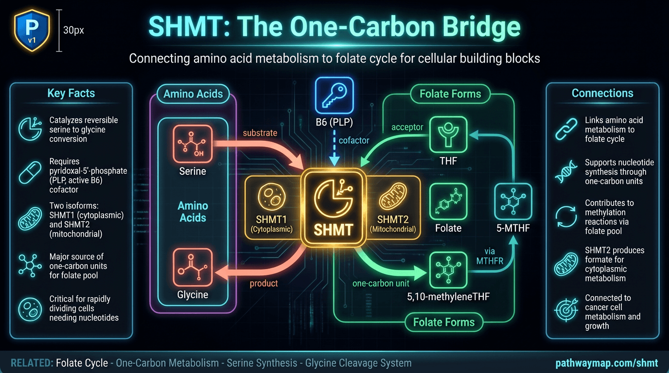 SHMT (Serine Hydroxymethyltransferase)