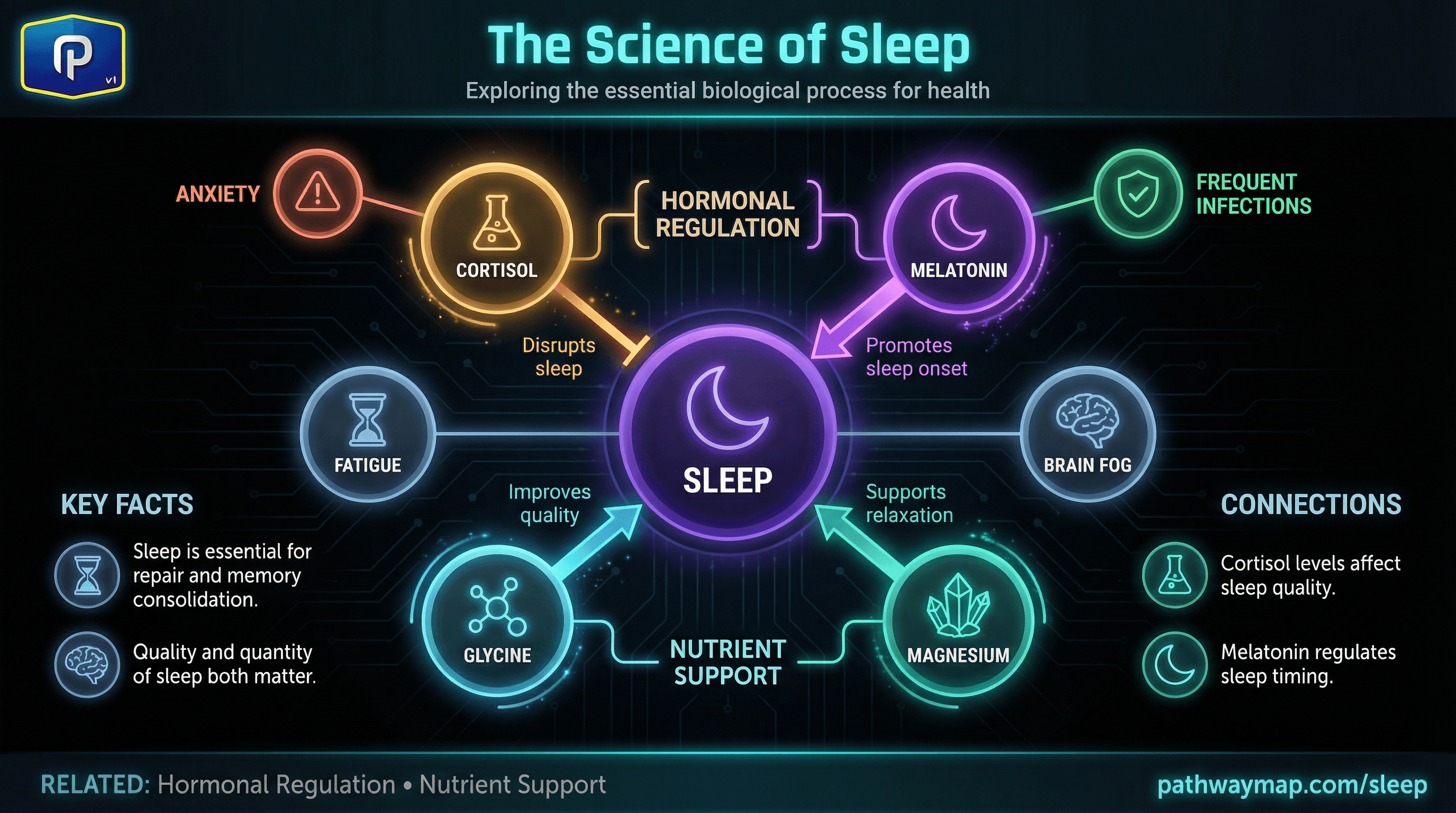 Sleep architecture and regulation