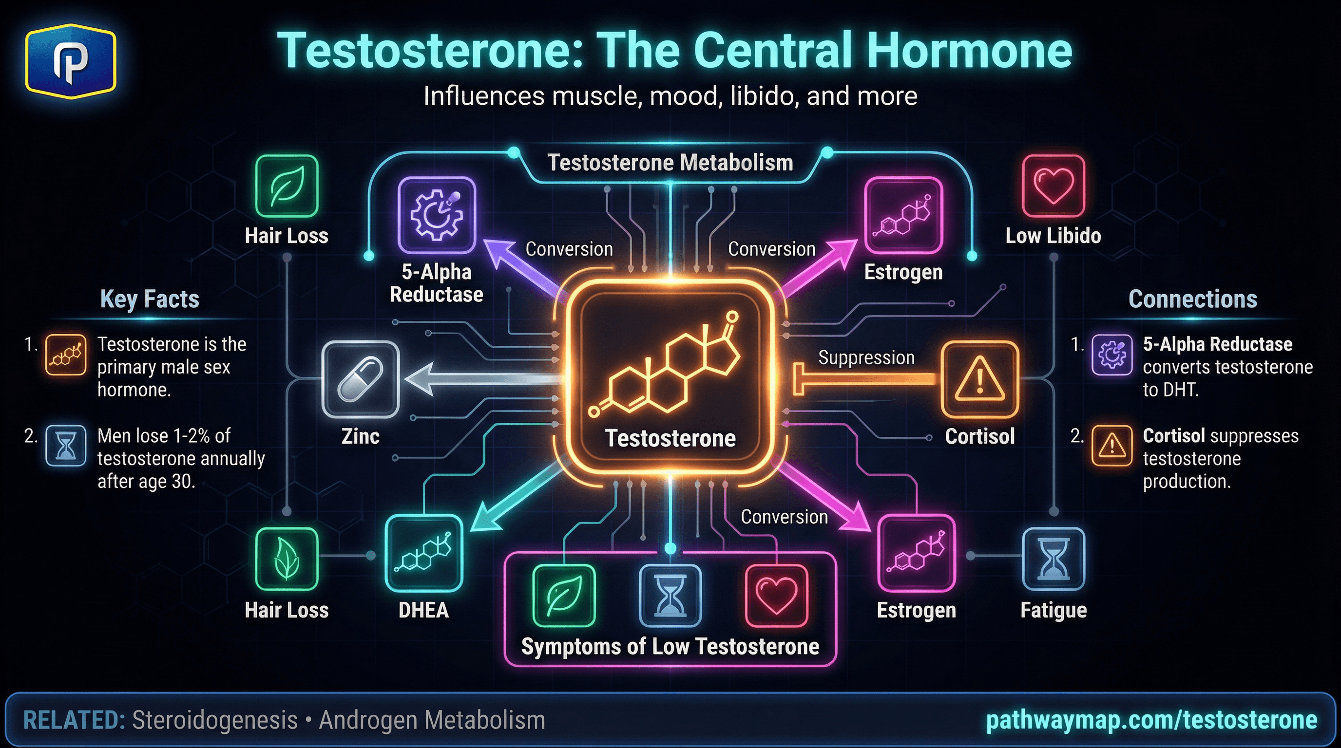 Testosterone synthesis and metabolism