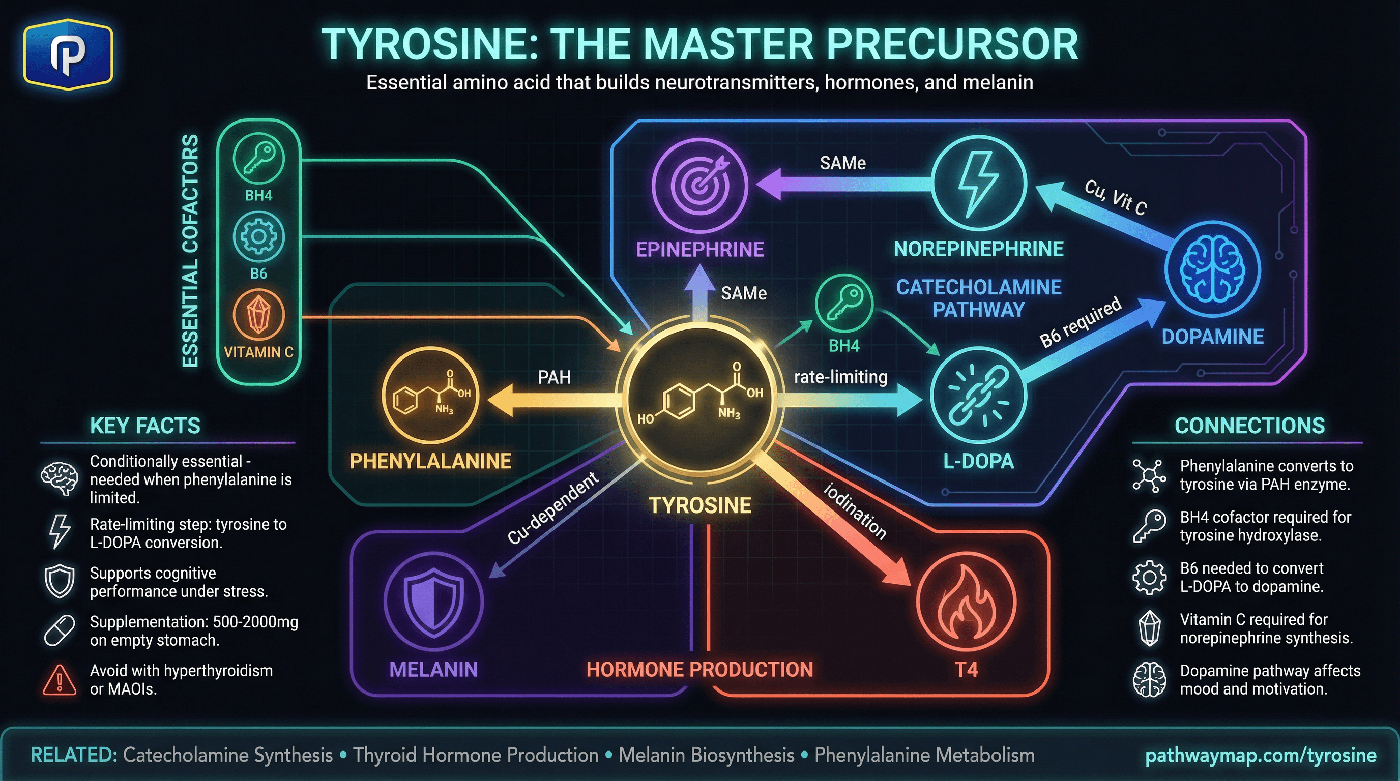 Tyrosine metabolism showing catecholamine and thyroid hormone pathways