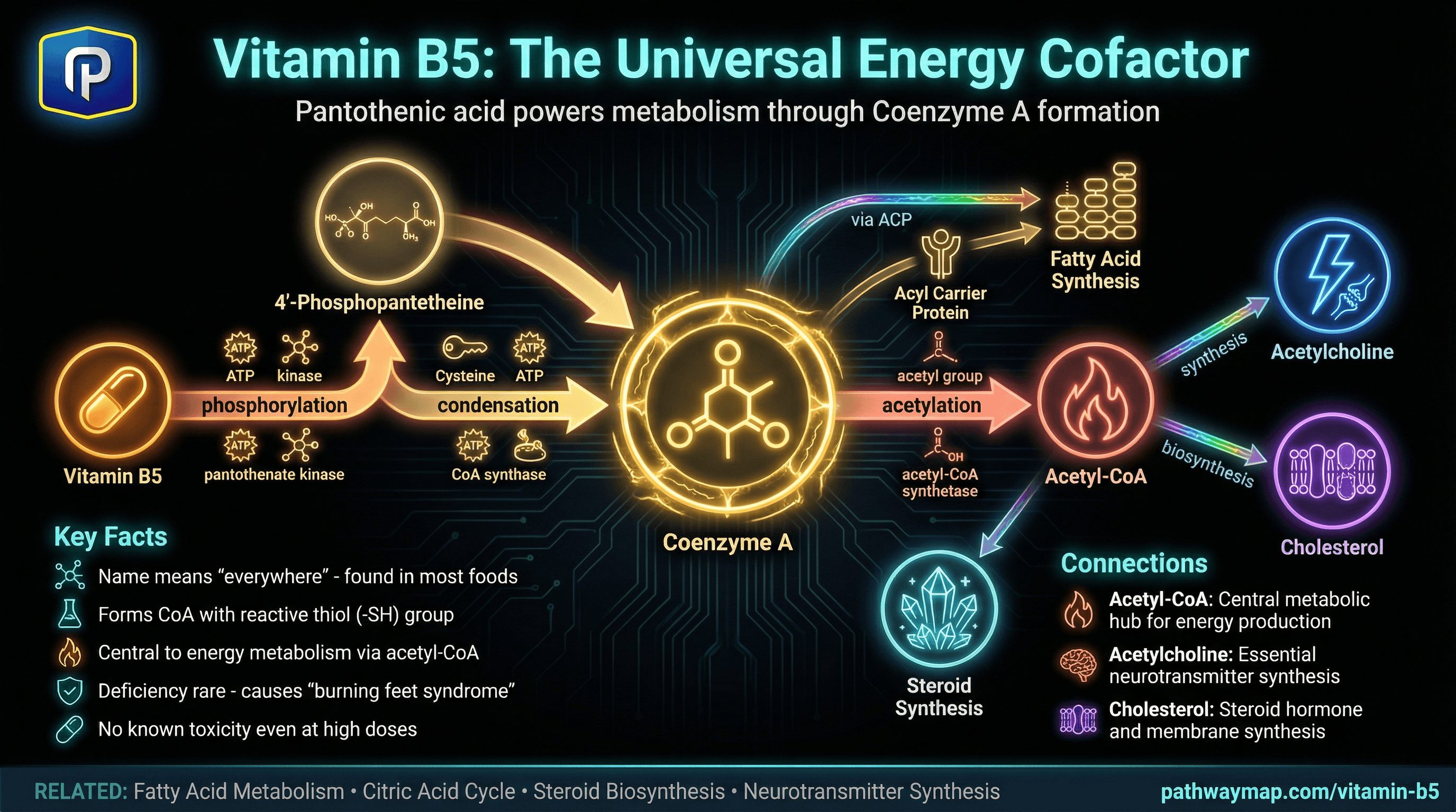 Vitamin B5
