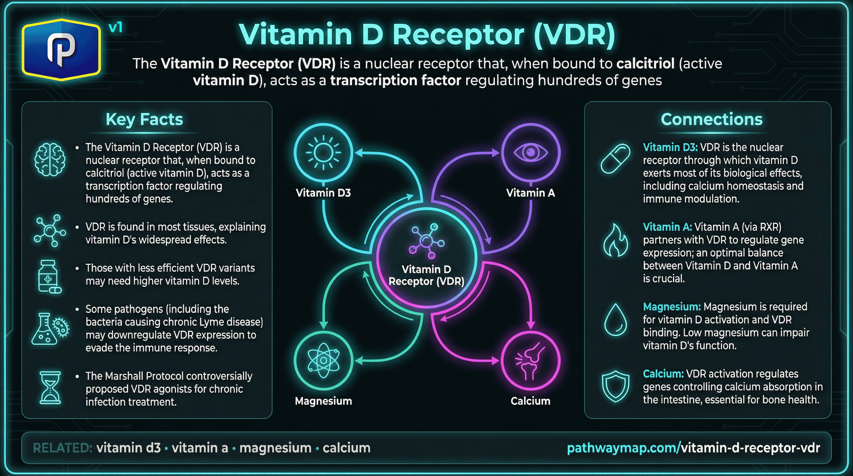 Vitamin D Receptor (VDR) pathway diagram