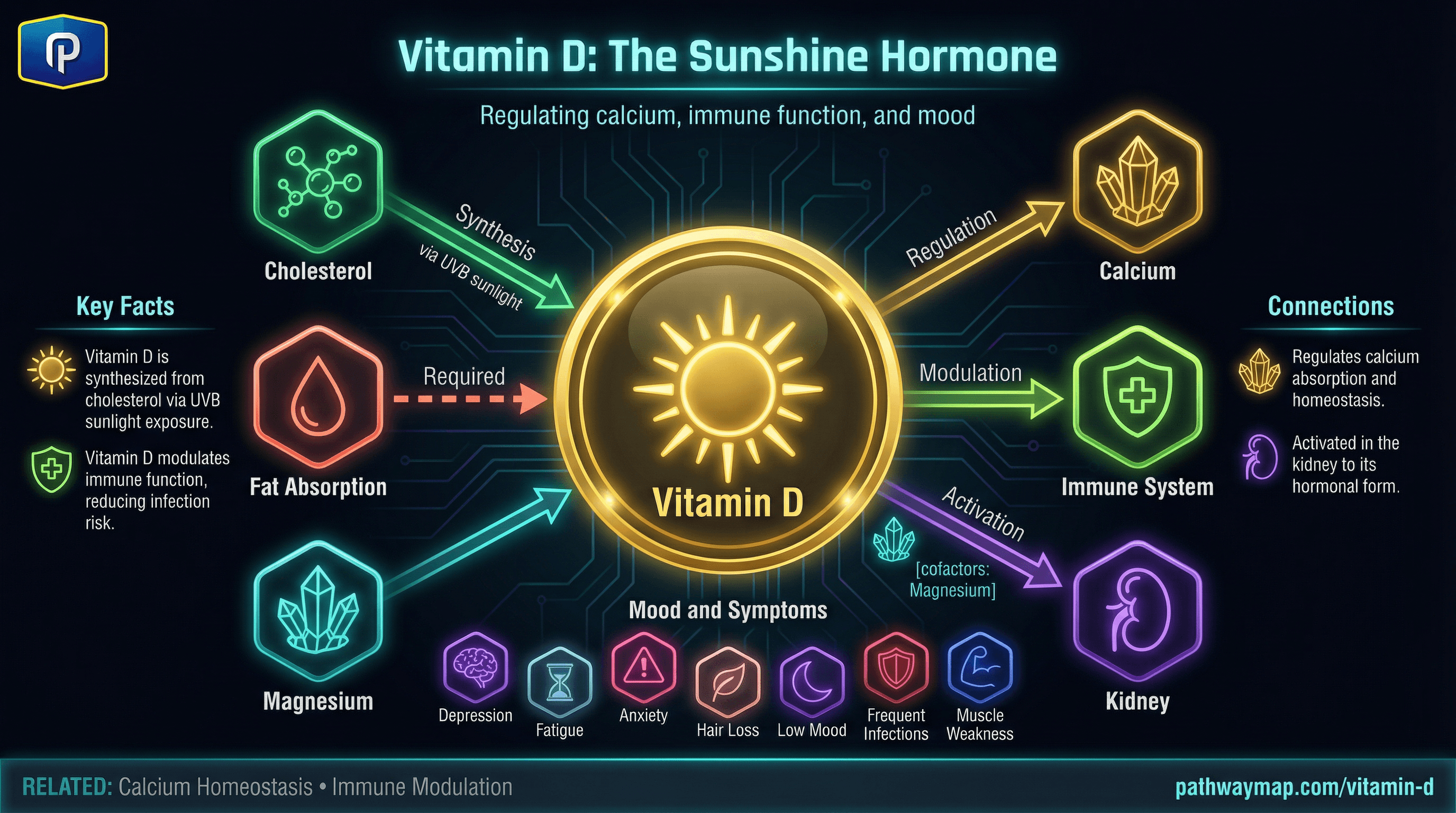 vitamin-d pathway diagram