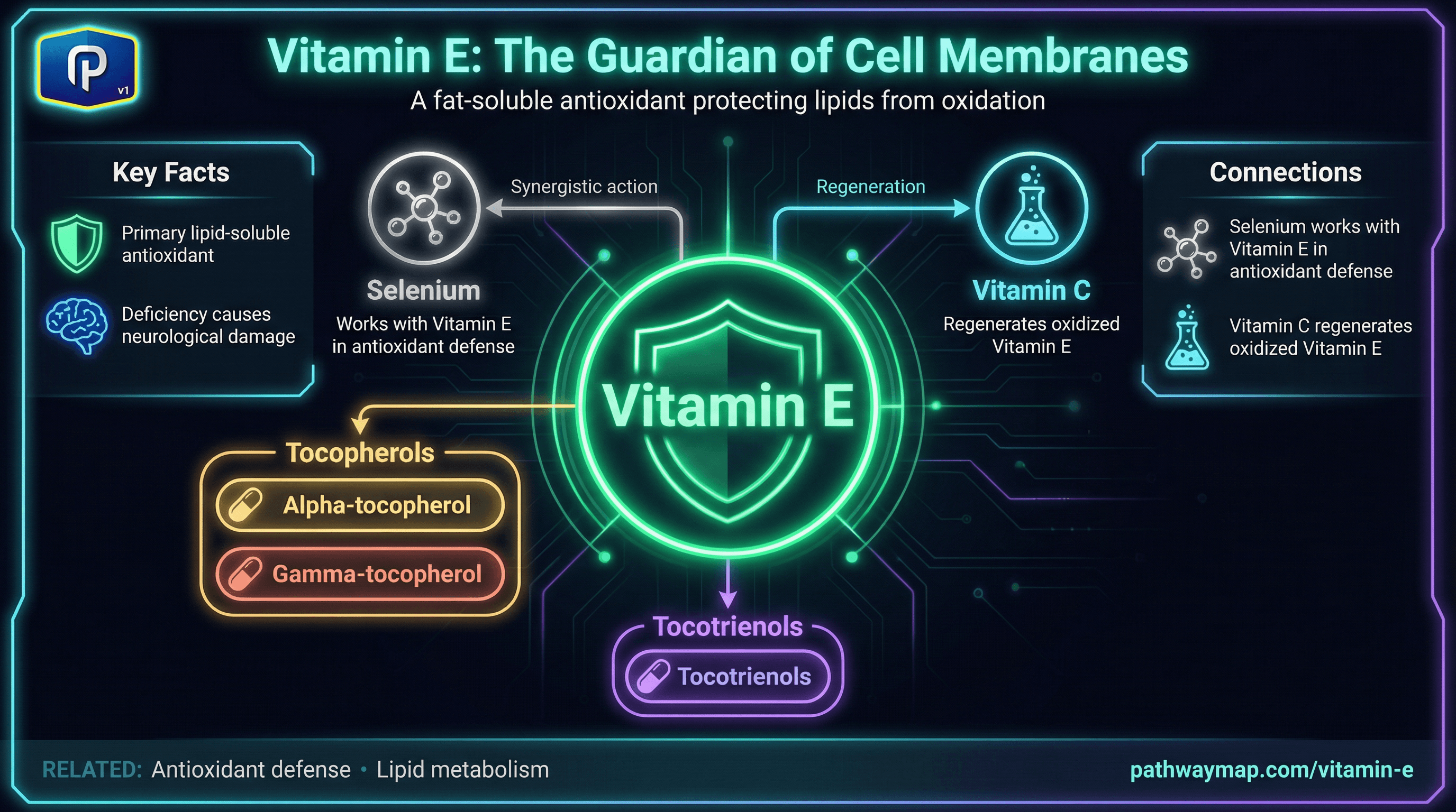 Vitamin E forms and antioxidant function