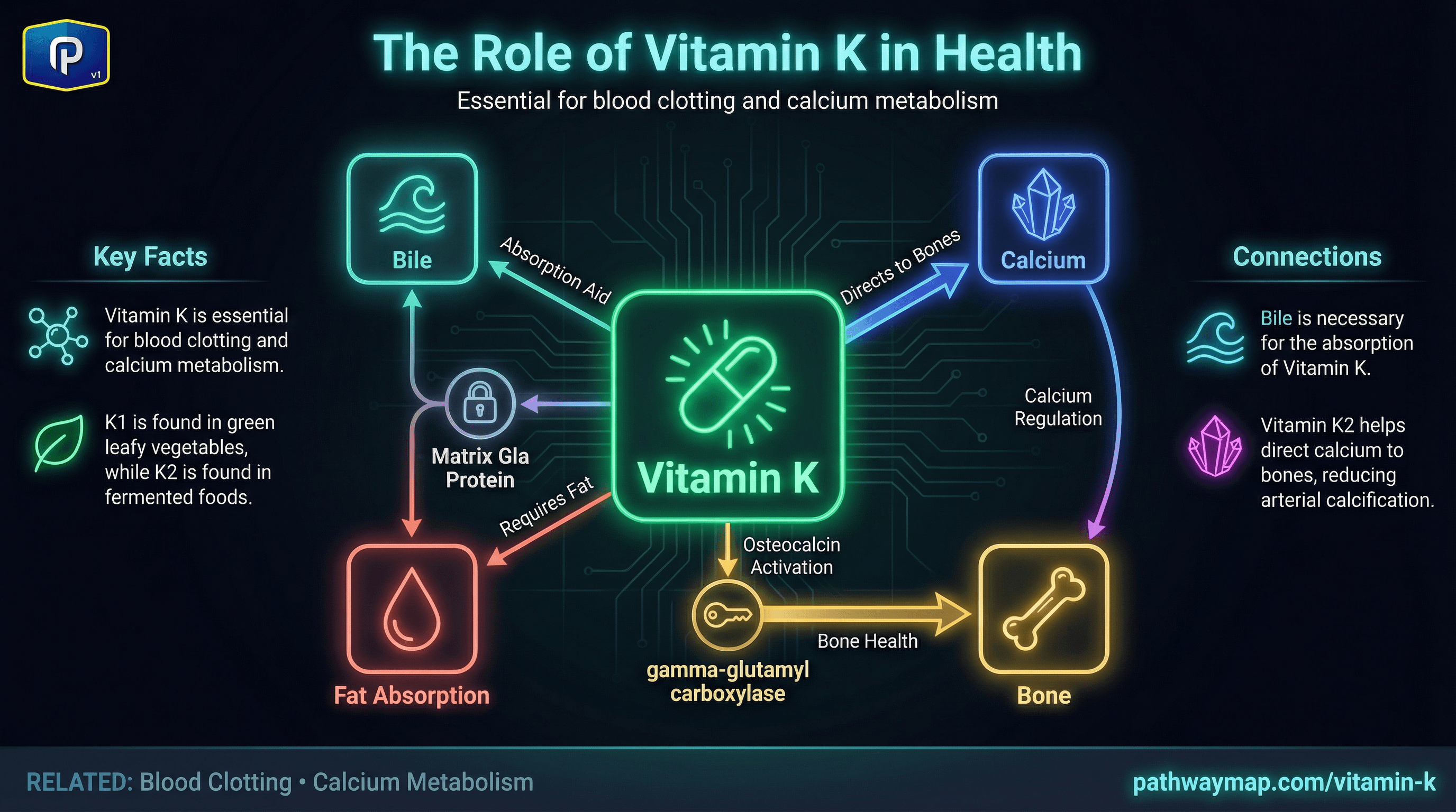 Vitamin K forms and calcium metabolism
